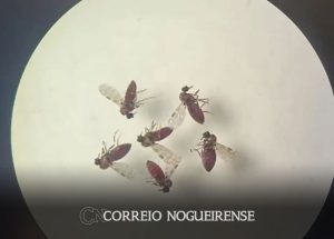 entenda-o-que-e-a-febre-do-oropouche-correio-nogueirense