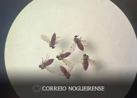entenda-o-que-e-a-febre-do-oropouche-correio-nogueirense
