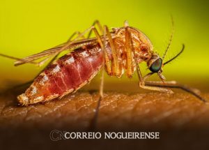 opas-eleva-risco-de-febre-do-oropouche-nas-americas-para-alto-correio-nogueirense