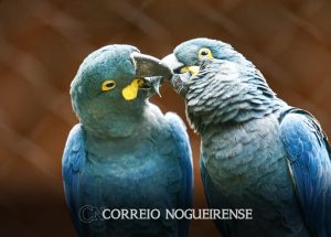 zoo-de-sp-mostra-arara-azul-de-lear-ao-publico-pela-primeira-vez-correio-nogueirense