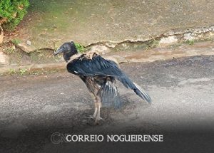 filhote-de-urubu-e-resgatado-por-policiais-de-artur-nogueira-correio-nogueirense