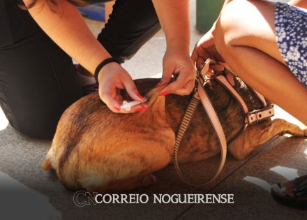 ponto-de-vacina-contra-raiva-estara-no-bairro-sao-joao-dos-pinheiros-correio-nogueirense