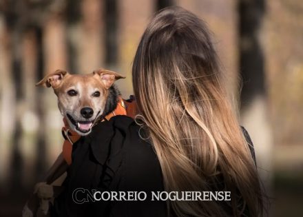 animais-domesticos-terao-direito-a-rg-com-cadastro-nacional-correio-nogueirense