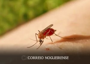 espirito-santo-confirma-a-primeira-morte-no-estado-por-febre-oropouche-correio-nogueirense