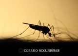 governo-do-estado-lanca-plano-de-contingencia-da-dengue-chikungunya-e-zika-correio-nogueirense