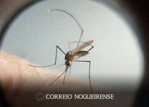 mortes-confirmadas-por-dengue-no-estado-de-sp-dobram-em-72-horas-correio-nogueirense