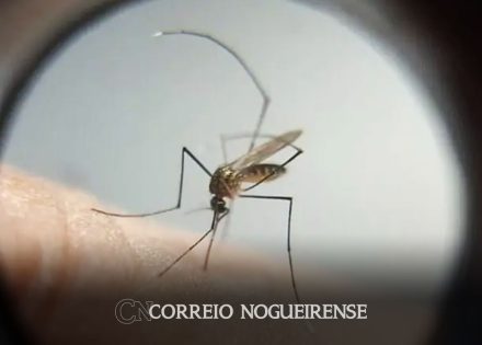 mortes-confirmadas-por-dengue-no-estado-de-sp-dobram-em-72-horas-correio-nogueirense