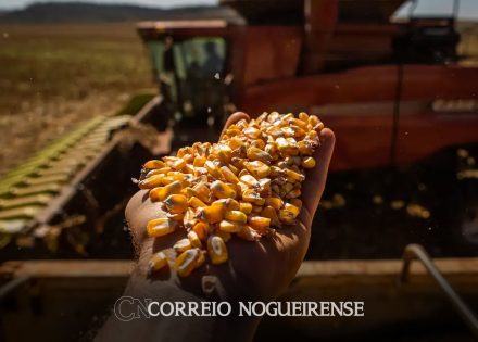 producao-da-safra-brasileira-caiu-72-em-2024-estima-ibge-correio-nogueirense