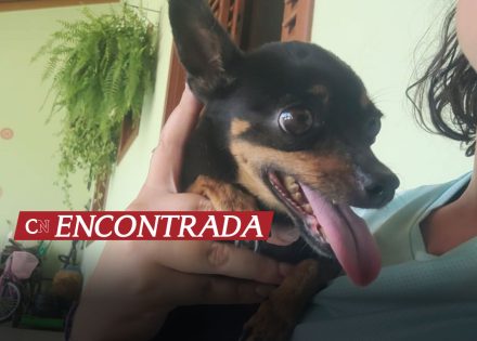 apos-24h-familia-encontra-cachorra-desaparecida-em-artur-nogueira-emocionados-correio-nogueirense