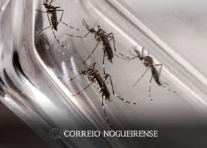 dengue-e-febre-amarela-tem-aumento-de-casos-e-obitos-no-estado-de-sp-correio-nogueirense