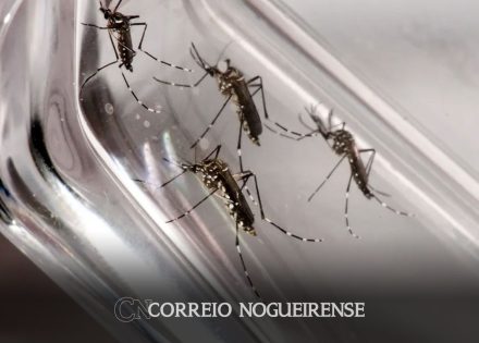 dengue-e-febre-amarela-tem-aumento-de-casos-e-obitos-no-estado-de-sp-correio-nogueirense