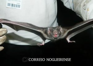 encontrado-primeiro-coronavirus-na-america-do-sul-semelhante-a-mers-correio-nogueirense