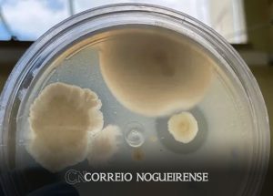 pesquisa-com-bacterias-na-amazonia-pode-desenvolver-novos-medicamentos-correio-nogueirense