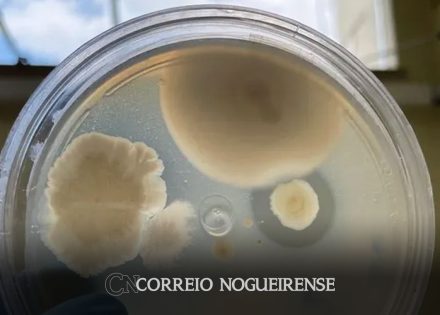 pesquisa-com-bacterias-na-amazonia-pode-desenvolver-novos-medicamentos-correio-nogueirense