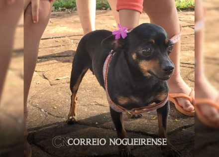 voce-viu-a-meg-familia-procura-por-cachorra-que-sumiu-em-artur-nogueira-correio-nogueirense