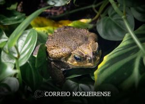 o-sapo-nao-lava-o-pe-butantan-explica-os-mitos-e-verdades-por-tras-da-cantiga-popular-correio-nogueirense
