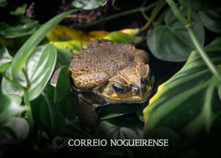 o-sapo-nao-lava-o-pe-butantan-explica-os-mitos-e-verdades-por-tras-da-cantiga-popular-correio-nogueirense