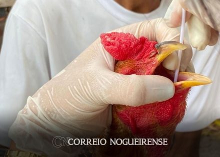 agricultura-confirma-caso-de-gripe-aviaria-em-municipio-do-rs-correio-nogueirense