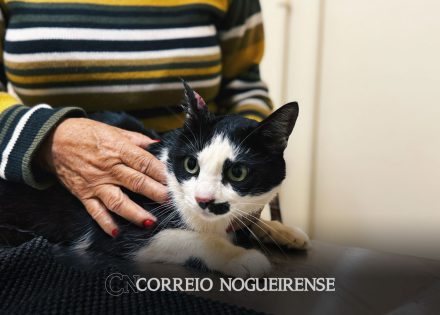 artur-nogueira-promove-1a-feira-pet-e-fortalece-causa-animal-correio-nogueirense