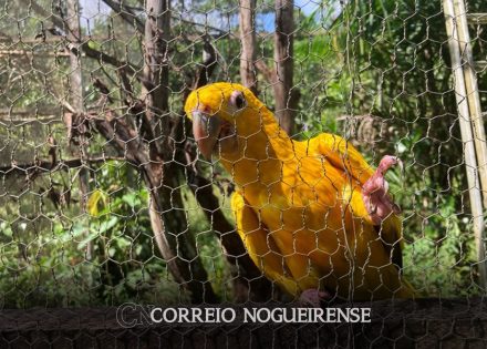 captura-e-domesticacao-colocam-animais-silvestres-em-risco-correio-nogueirense