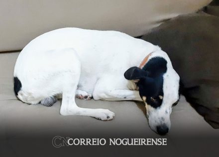 voce-viu-o-marley-tutora-procura-cachorro-que-sumiu-em-artur-nogueira-correio-nogueirense