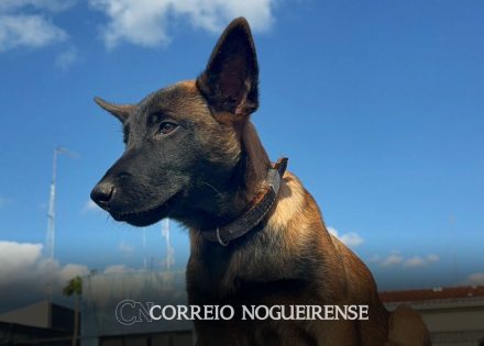 canil-da-gcm-de-artur-nogueira-ganha-reforco-com-novo-cao-de-patrulha-correio-nogueirense