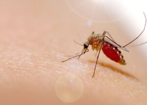 antes-restrita-a-amazonia-febre-oropouche-se-espalha-pelo-pais-correio-nogueirense