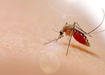 antes-restrita-a-amazonia-febre-oropouche-se-espalha-pelo-pais-correio-nogueirense