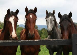 Sem nome (1140 x 815 px)_20250714_182043_0000