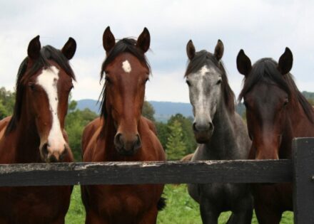 Sem nome (1140 x 815 px)_20250714_182043_0000