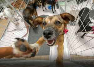 feira-de-adocao-patinhas-amigas-acontece-neste-domingo-em-artur-nogueira-correio-nogueirense