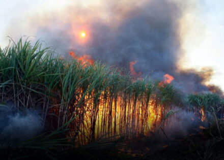 governo-de-sp-suspende-queimas-controladas-por-30-dias-durante-estiagem-correio-nogueirense