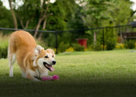 governo-sanciona-lei-que-proibe-acorrentamento-de-pets-correio-nogueirense