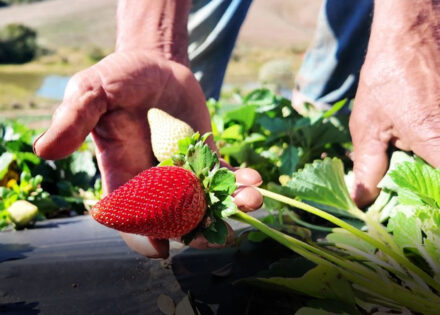 morango-do-amor-acelera-vendas-de-agricultores-na-regiao-correio-nogueirense