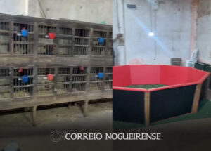 policia-encontra-espaco-de-rinha-de-galo-em-artur-nogueira-correio-nogueirense