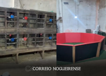 policia-encontra-espaco-de-rinha-de-galo-em-artur-nogueira-correio-nogueirense
