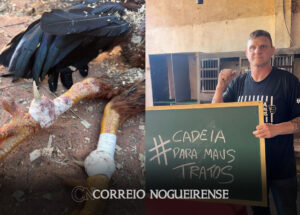 tiago-vigna-destaca-importancia-da-denuncia-em-caso-de-rinha-de-galo-correio-nogueirense