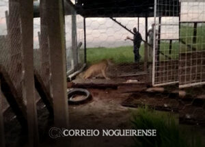 video-onca-e-flagrada-por-moradores-em-bairro-de-artur-nogueira-correio-nogueirense