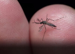 virus-da-chikungunya-afeta-criancas-e-adolescentes-e-deixa-sequelas-correio-nogueirense