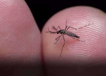 virus-da-chikungunya-afeta-criancas-e-adolescentes-e-deixa-sequelas-correio-nogueirense