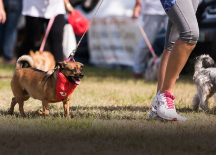 caominhada-promete-manha-de-diversao-adocao-e-muito-carinho-pelos-pets-em-artur-nogueira-correio-nogueirense