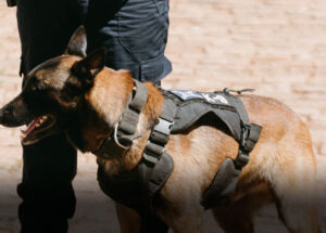 com-apoio-do-canil-gcm-localiza-drogas-e-apreende-adolescente-correio-nogueirense-1