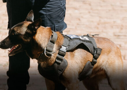 com-apoio-do-canil-gcm-localiza-drogas-e-apreende-adolescente-correio-nogueirense-1