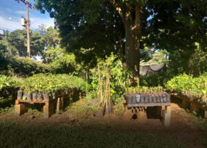 parceria-publico-privada-fortalece-viveiro-municipal-de-artur-nogueira-correio-nogueirense