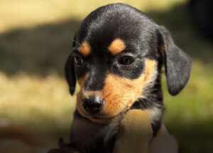 paulinia-winner-mall-shopping-recebe-feira-de-adocao-de-pets-correio-nogueirense