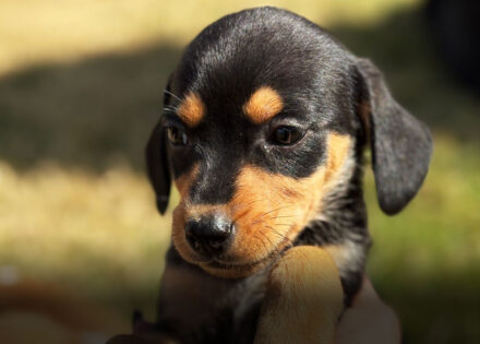 paulinia-winner-mall-shopping-recebe-feira-de-adocao-de-pets-correio-nogueirense