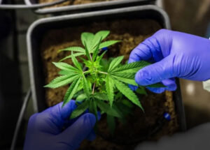 anvisa-discute-nesta-quarta-regras-para-a-producao-de-cannabis-no-pais-correio-nogueirense