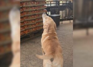 vereador-tiago-vigna-cobra-justica-pela-morte-de-bobi-cao-comunitario-agredido-com-chutes-em-artur-nogueira-correio-nogueirense