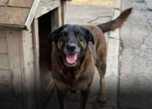 saiba-que-sancoes-podem-ser-aplicadas-a-jovens-que-mataram-cao-orelha-correio-nogueirense