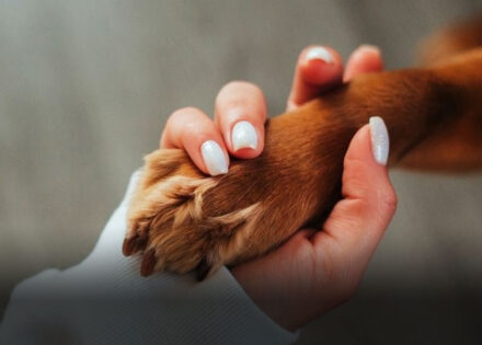 lei-permite-que-pets-sejam-enterrados-junto-aos-tutores-em-jazigos-familiares-no-estado-de-sp-correio-nogueirense